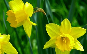 2 yellow daffodil flowers in a field