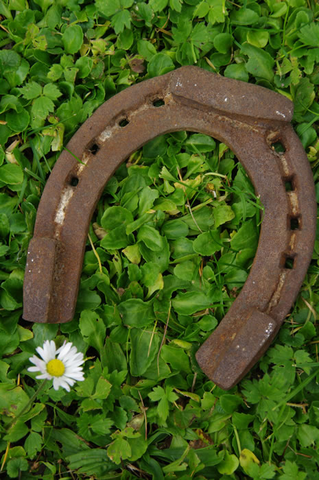 Lucky horse shoe on a field of shamrocks