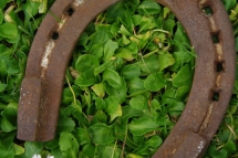 Lucky horse shoe on a field of shamrocks